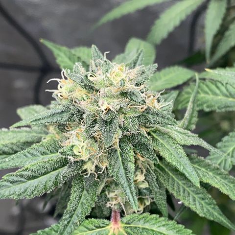 Wild A(Purple Stuff) growlog timeline photo