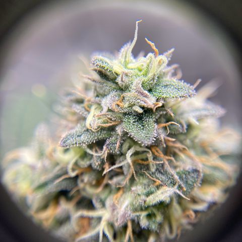 Wild A(Purple Stuff) growlog timeline photo