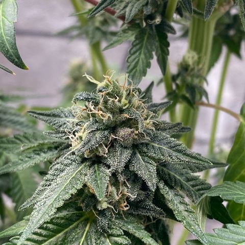 Wild A(Purple Stuff) growlog timeline photo