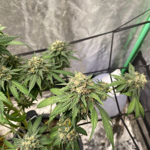 Wild A(Purple Stuff) growlog timeline photo