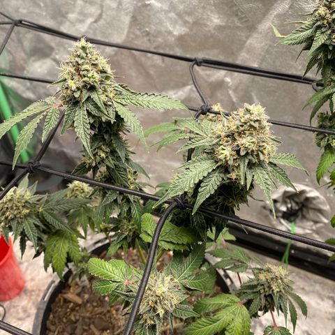 Wild A(Purple Stuff) growlog timeline photo