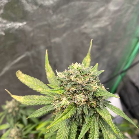 Wild A(Purple Stuff) growlog timeline photo