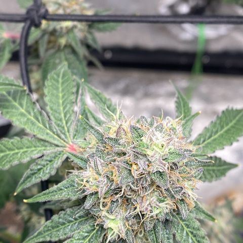 Wild A(Purple Stuff) growlog timeline photo