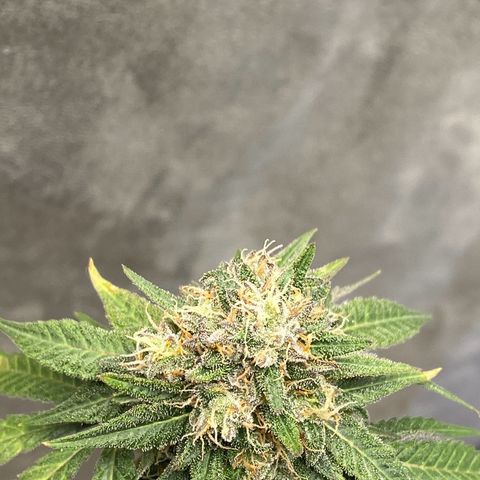 Wild A(Purple Stuff) growlog timeline photo