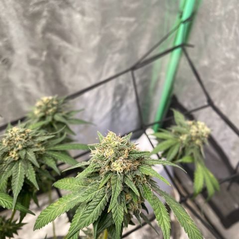 Wild A(Purple Stuff) growlog timeline photo