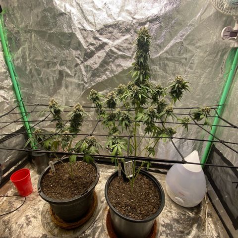 Wild A(Purple Stuff) growlog timeline photo