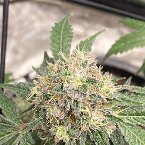 Wild A(Purple Stuff) growlog timeline photo
