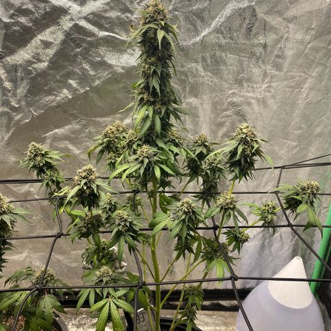 Wild A(Purple Stuff) growlog timeline photo