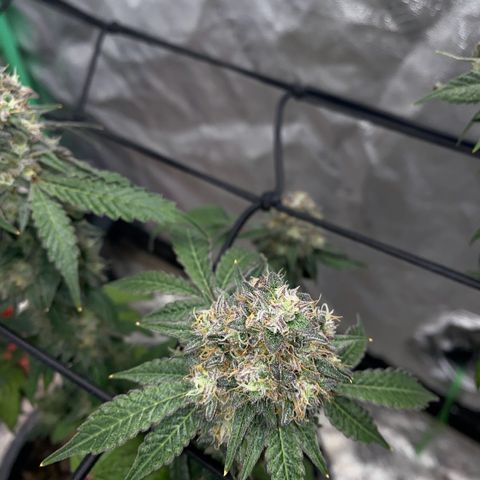 Wild A(Purple Stuff) growlog photo: About eight days till chop