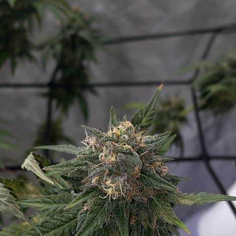 Wild A(Purple Stuff) growlog photo: About eight days till chop
