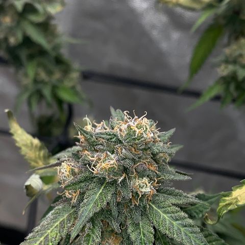 Wild A(Purple Stuff) growlog photo: About eight days till chop