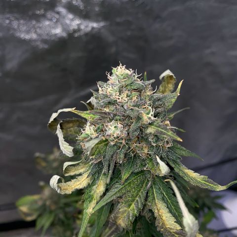 Wild A(Purple Stuff) growlog photo: About eight days till chop