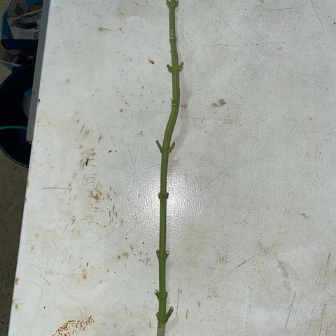 Wild B growlog timeline photo