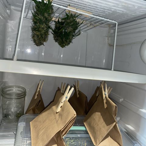 Wild B growlog timeline photo