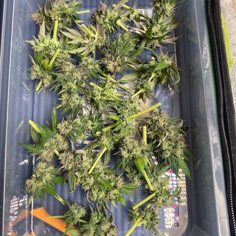 Wild B growlog timeline photo