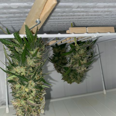Wild B growlog timeline photo