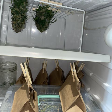 Wild B growlog timeline photo
