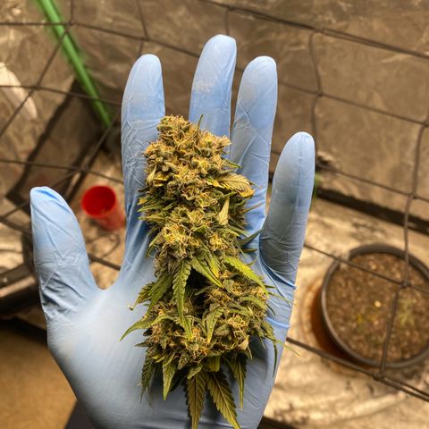 Wild B growlog timeline photo