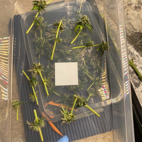 Wild B growlog timeline photo