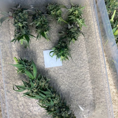 Wild B growlog timeline photo
