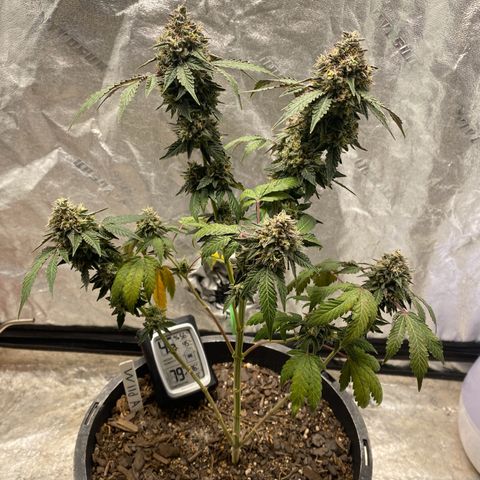 Wild A(Purple Stuff) growlog photo: Then there was one...😁