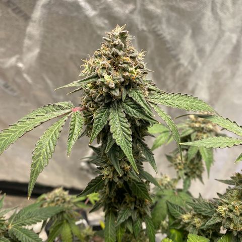 Wild A(Purple Stuff) growlog photo: Then there was one...😁