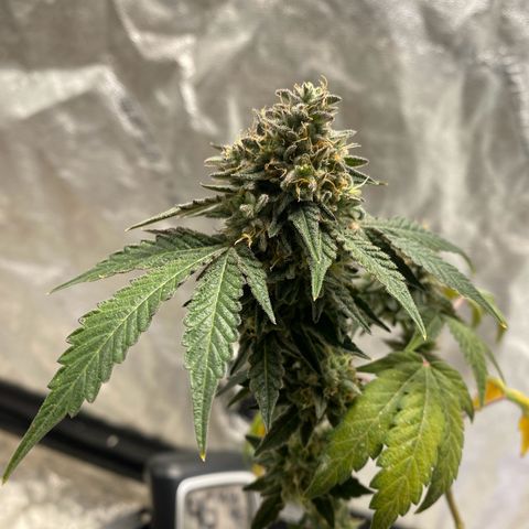 Wild A(Purple Stuff) growlog photo: Then there was one...😁