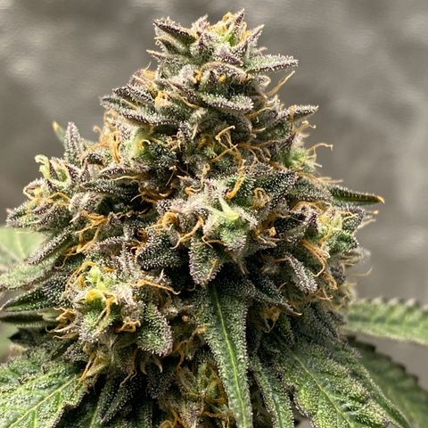 Wild A(Purple Stuff) growlog timeline photo