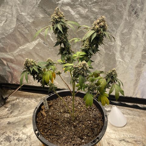 Wild A(Purple Stuff) growlog timeline photo