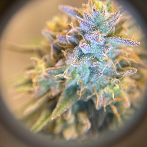 Wild A(Purple Stuff) growlog timeline photo