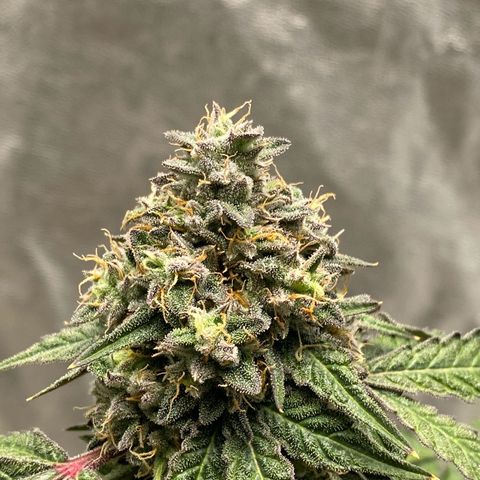 Wild A(Purple Stuff) growlog timeline photo
