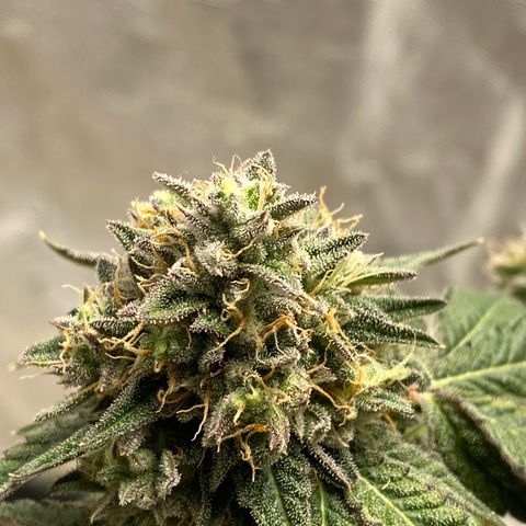 Wild A(Purple Stuff) growlog timeline photo