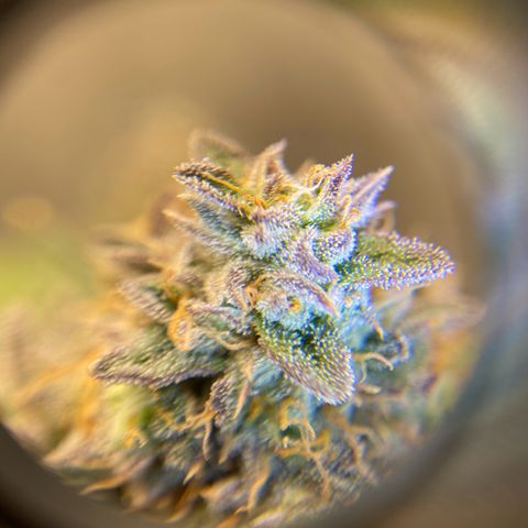 Wild A(Purple Stuff) growlog timeline photo