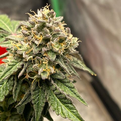 Wild A(Purple Stuff) growlog timeline photo
