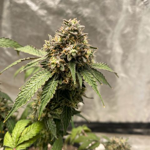 Wild A(Purple Stuff) growlog timeline photo