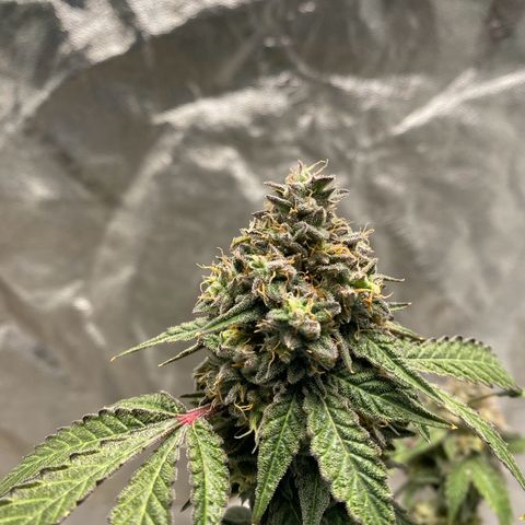 Wild A(Purple Stuff) growlog timeline photo