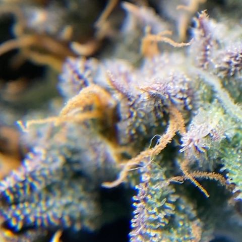 Wild A(Purple Stuff) growlog timeline photo