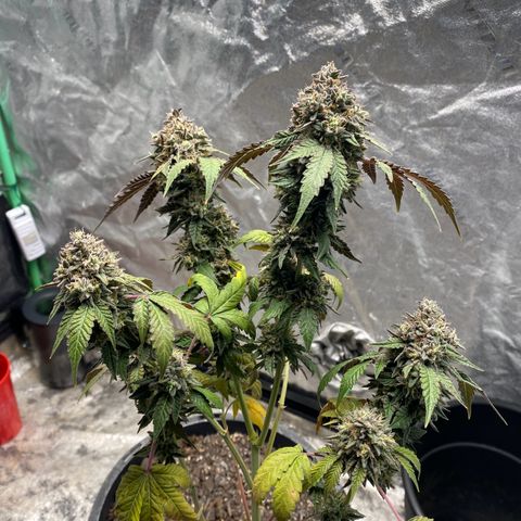Wild A(Purple Stuff) growlog timeline photo