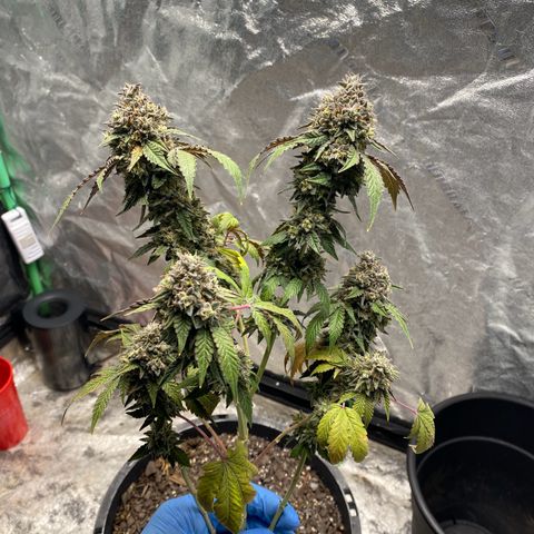 Wild A(Purple Stuff) growlog timeline photo