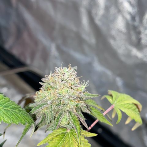 Wild A(Purple Stuff) growlog timeline photo