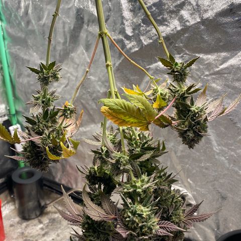 Wild A(Purple Stuff) growlog timeline photo