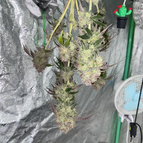 Wild A(Purple Stuff) growlog timeline photo