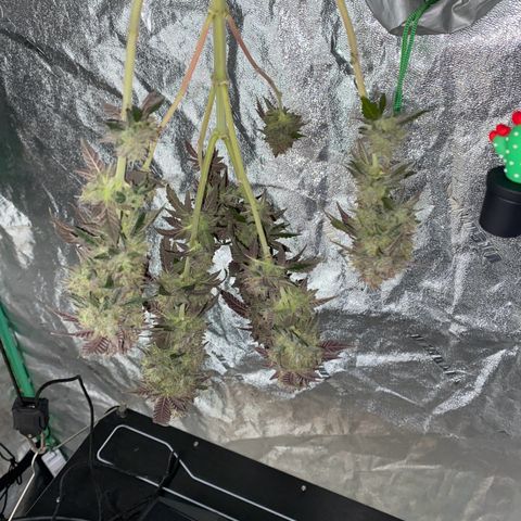 Wild A(Purple Stuff) growlog timeline photo