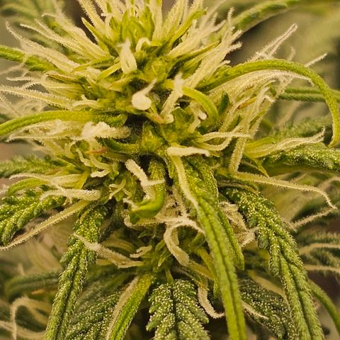 Runtz Autoflower growlog photo: Week of flower.