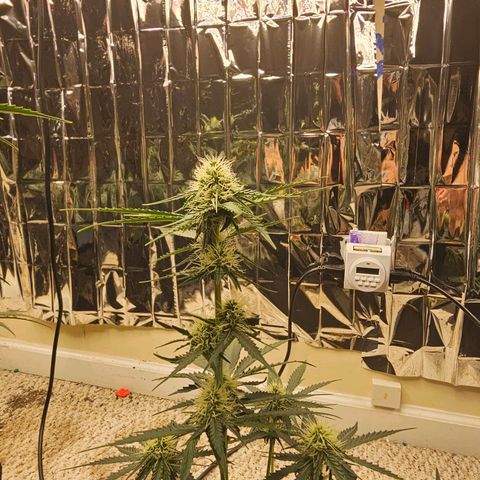Runtz Autoflower growlog photo: Week of flower.