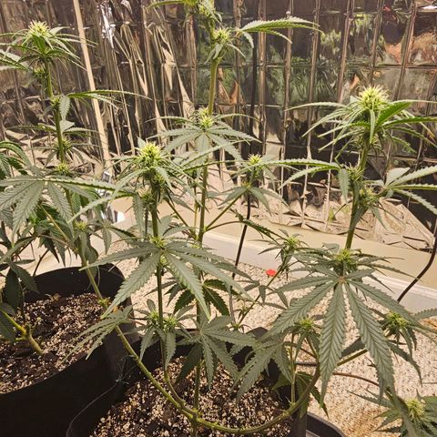 Runtz Autoflower growlog photo: Week of flower.
