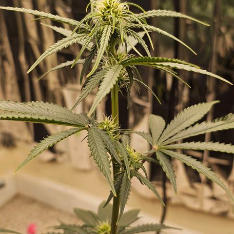 Runtz Autoflower growlog photo: Week of flower.