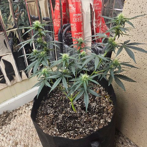 Runtz Autoflower growlog photo: Week of flower.