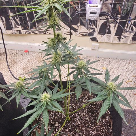 Runtz Autoflower growlog photo: Week of flower.