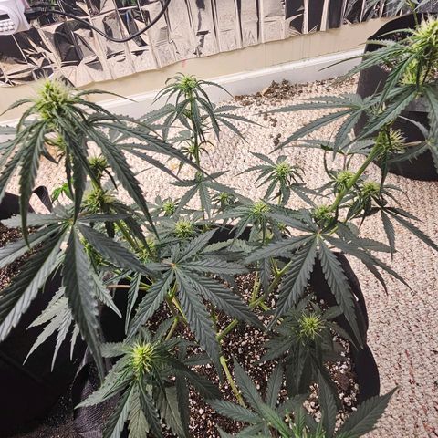 Runtz Autoflower growlog photo: Week of flower.